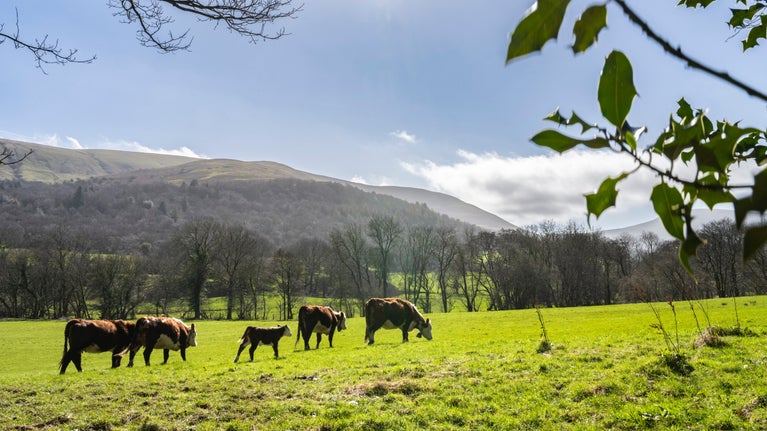 A herd of five Herefordshire cows graze in a field at Ty Mawr Farm near Brecon, Wales. The Brecon Beacons mountain range is in the background.